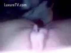 Tiny dog lapping a cougars snatch up close during the time that that babe records the beastiality POV